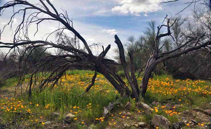 wildflowers